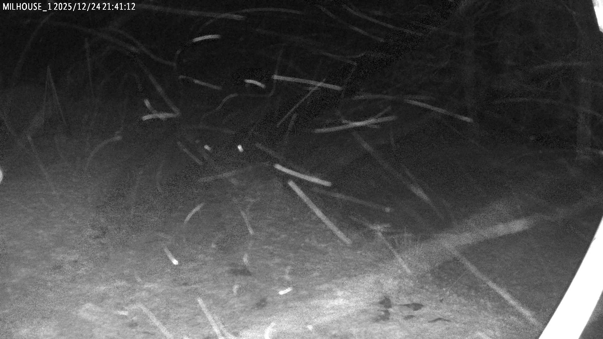 Aktuální stav ve Zdobnici